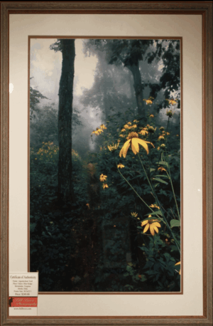 Trail of Flowers & Mist, Appalachian Trail, Virginia