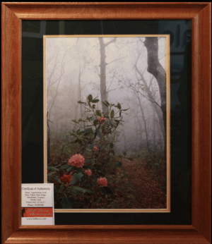 Trail of Blossoms, Appalachian Trail, Virginia