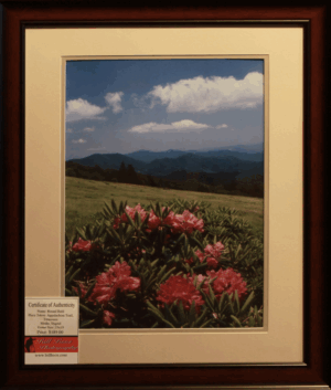 Rhododendron Skyway, Appalachian Trail, Tennessee