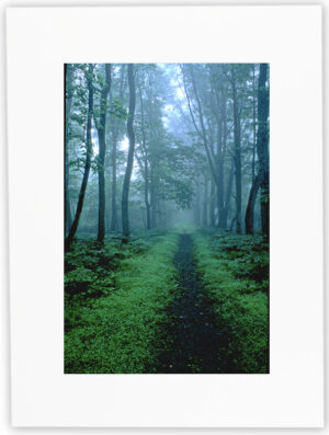 Into the Quiet